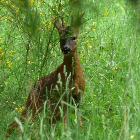 Locations Dupertuis Alsace Appartement